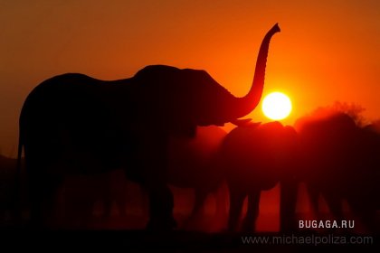 Животный мир Африки глазами фотографа Michael Poliza