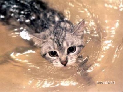 Кошки и вода