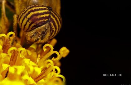 МАКРО. Пчелы