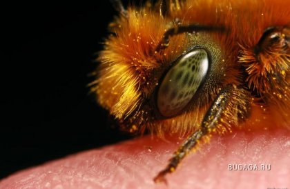 МАКРО. Пчелы
