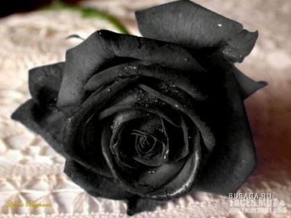 В черном цвете...