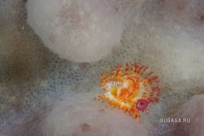 Подводный мир от фотографа Paul Nicklen