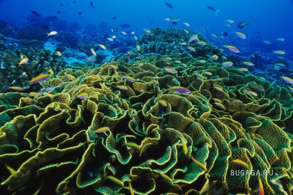 Подводный мир от фотографа Paul Nicklen