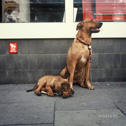 Собаки глазами фотографа Sabine Biedermann