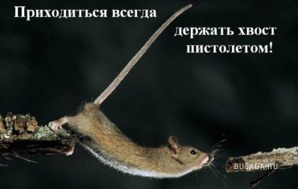 Трудности мышиной жизни