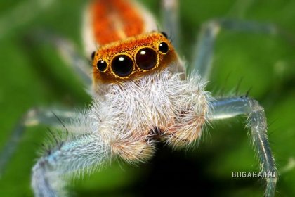 Несколько интересных фактов о пауках