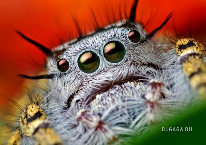 Несколько интересных фактов о пауках