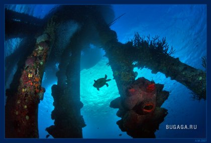 Подводный мир Александра Мариничева