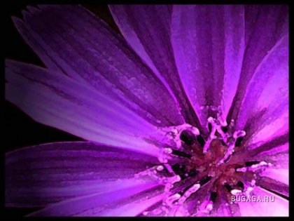 Мир в фиолетовом цвете