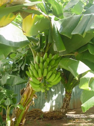 Банано-инфа