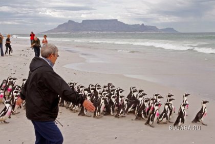Прощание с пингвинами