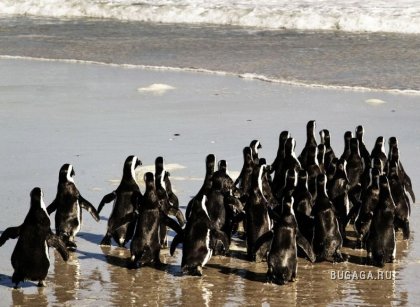 Прощание с пингвинами