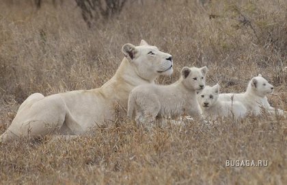 Редкие Белые Львы в Южной Африке