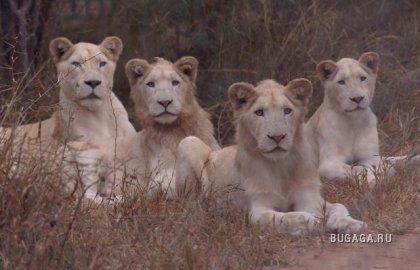 Редкие Белые Львы в Южной Африке