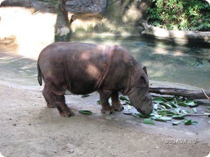 Суматранские носороги