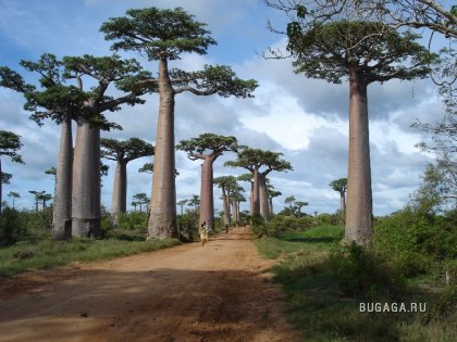Африка. Мадагаскар