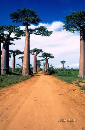 Африка. Мадагаскар