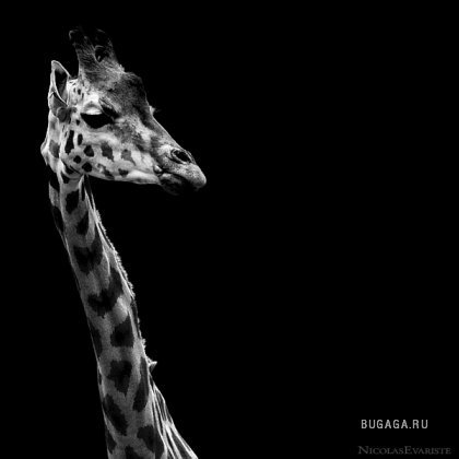 Черно-белый зоопарк от Nicolas Evariste