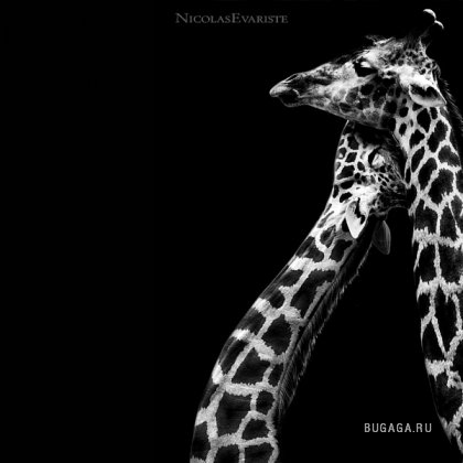 Черно-белый зоопарк от Nicolas Evariste