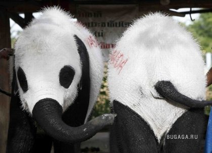 Слоны превратились в панд в знак протеста