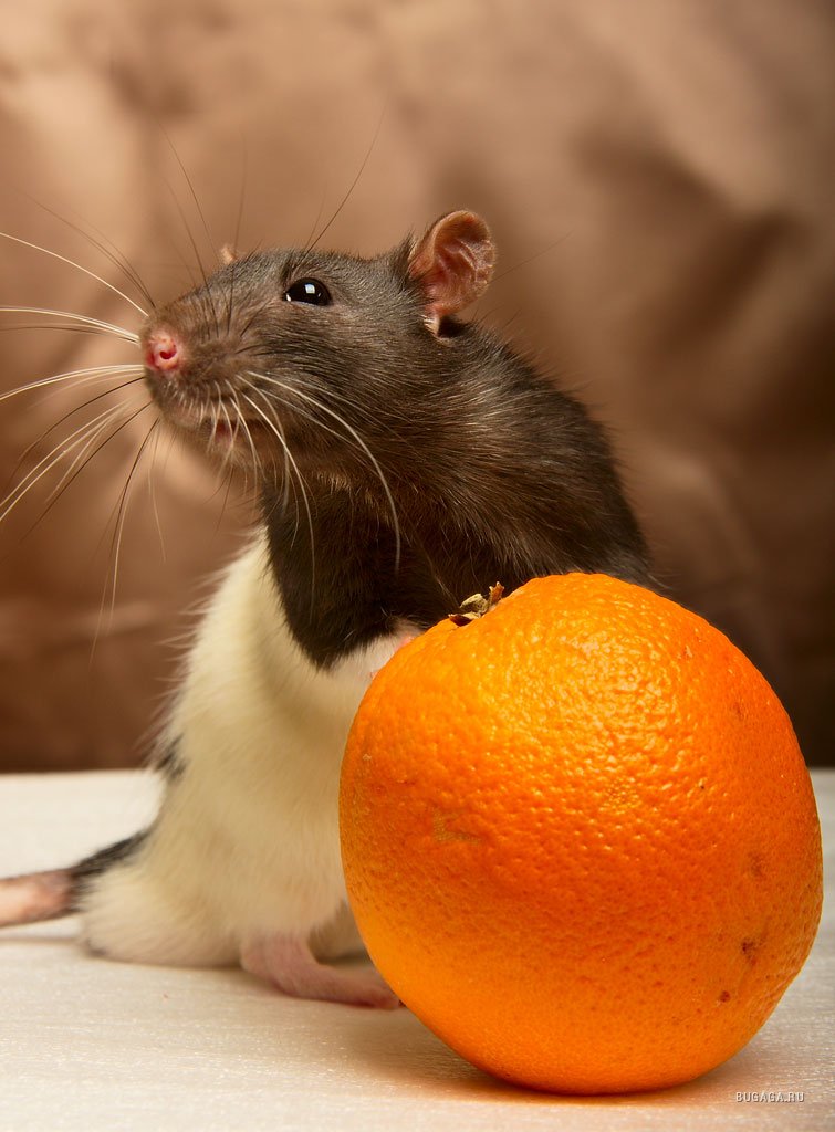Можно крысам клубнику. Мандарины и животные. Фруктовая крыса. Оранжевая крыса. Животные и апельсины.