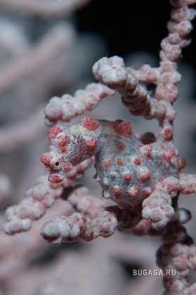 Яркий мир кораллов