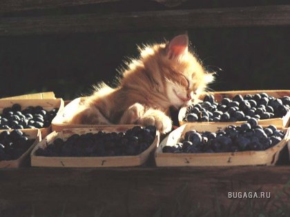 Небольшая порция милейших котят )