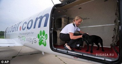 Самолет для собак