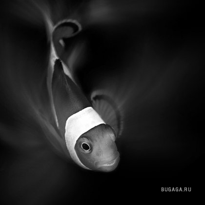 Рыбный креатив от фотографа Heru Suryoko