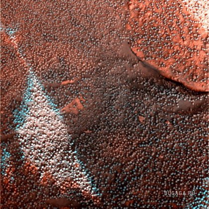 Марсианская черника
