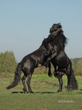 Душа лошади. Фотограф Gosia Makosa