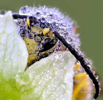 Макро: насекомые от фотографа Bonali Giuseppe