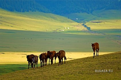 Казахские лошади