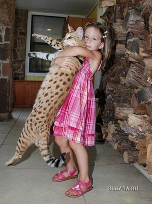 Cамый высокий кот в мире