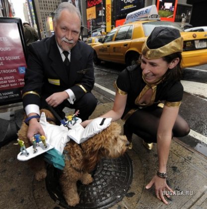 Собачий маскарад в Нью-Йорке