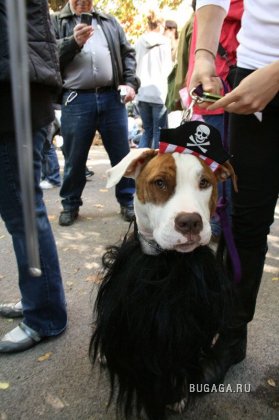 Собачий парад Halloween 2009
