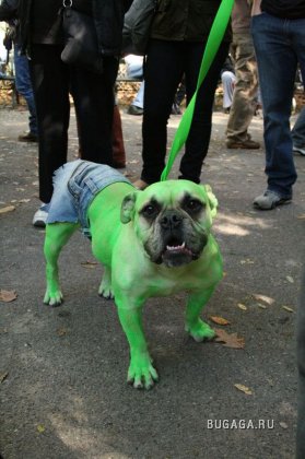 Собачий парад Halloween 2009