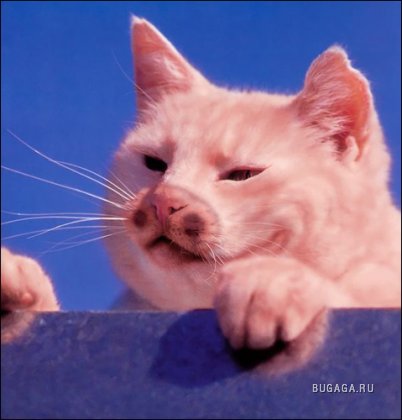 Тюнинг котов