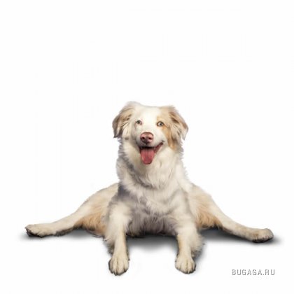 Собачья йога