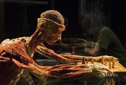 Выставка человеческого тела «Body Worlds»