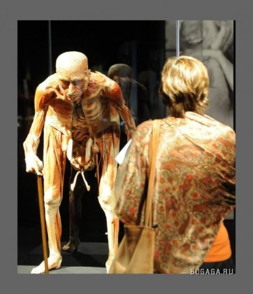 Выставка человеческого тела «Body Worlds»