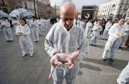 Акция защитников животных в Мадриде