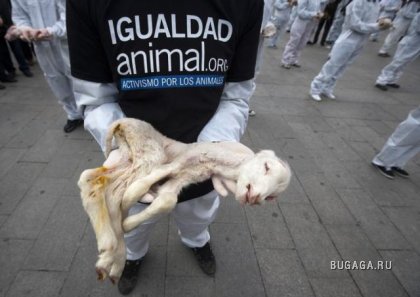 Акция защитников животных в Мадриде