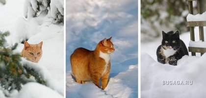 Зимние коты