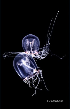 Медузы от Guido Mocafico