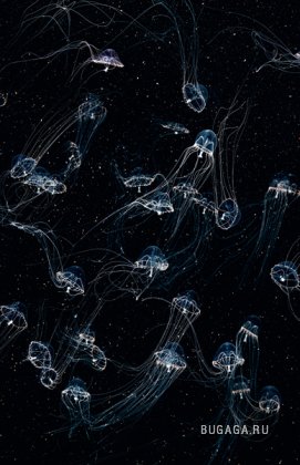 Медузы от Guido Mocafico