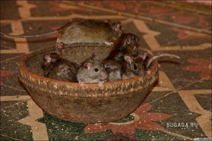 Крысиный храм Карни Мата