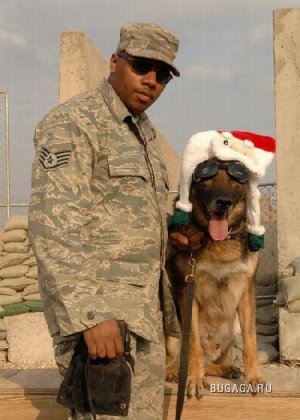 Собаки на службе в армии