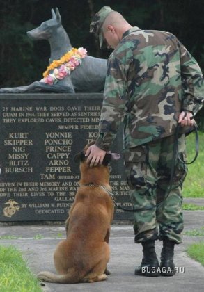 Собаки на службе в армии