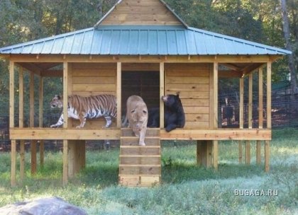 Необычная дружба: медведь, лев и тигр